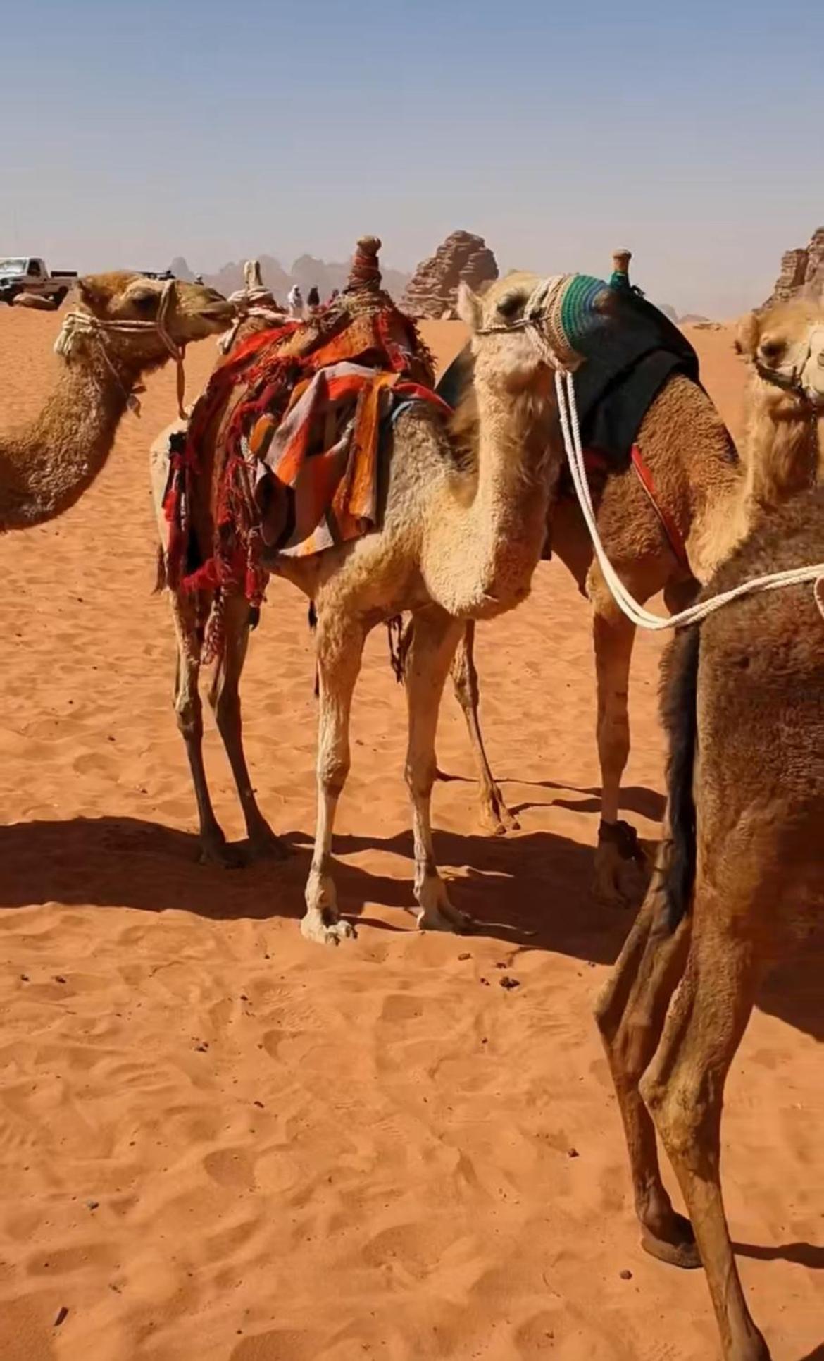 Mozoon Camp Hotel Wadi Rum Bagian luar foto